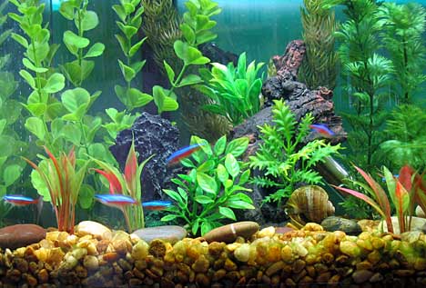 Cardinal Tetras